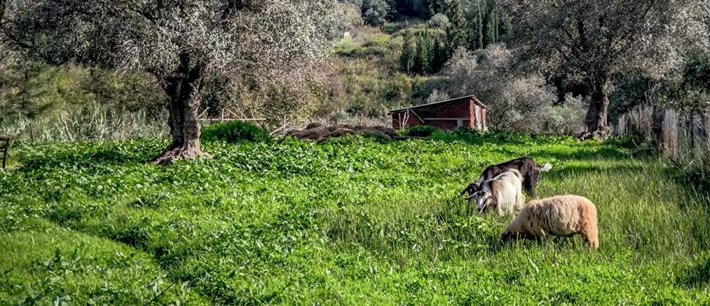 ΥΠΑΑΤ: Καταβλήθηκε η 5η κατανομή ύψους 2,4 εκατ. ευρώ στις Περιφέρειες για λειτουργικές δαπάνες αντιμετώπισης της ευλογιάς