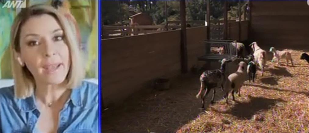 “Η Φάρμα”: Η Μαρία Φραγκάκη για τον ομηρικό καβγά Τζώρτζογλου - Ιατρόπουλου (βίντεο)