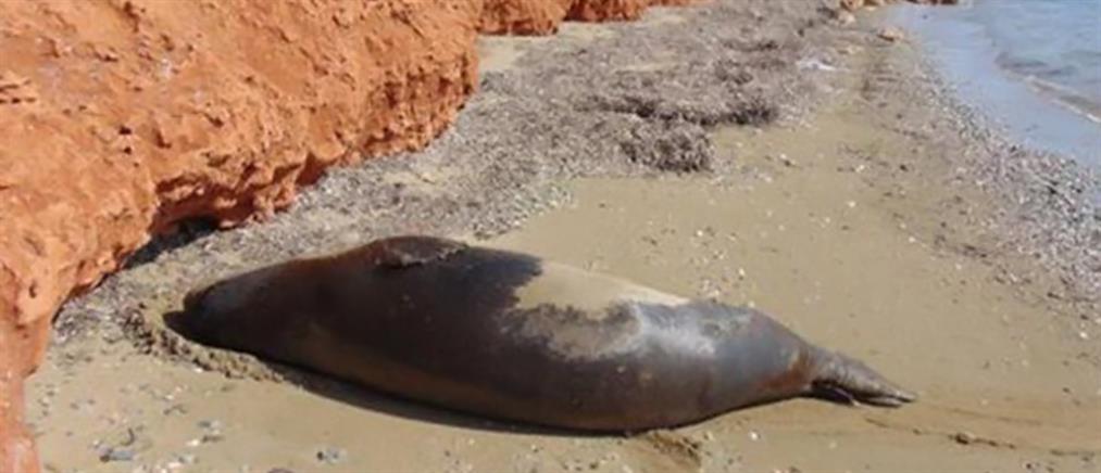 Σπάνια φώκια σε ελληνική παραλία