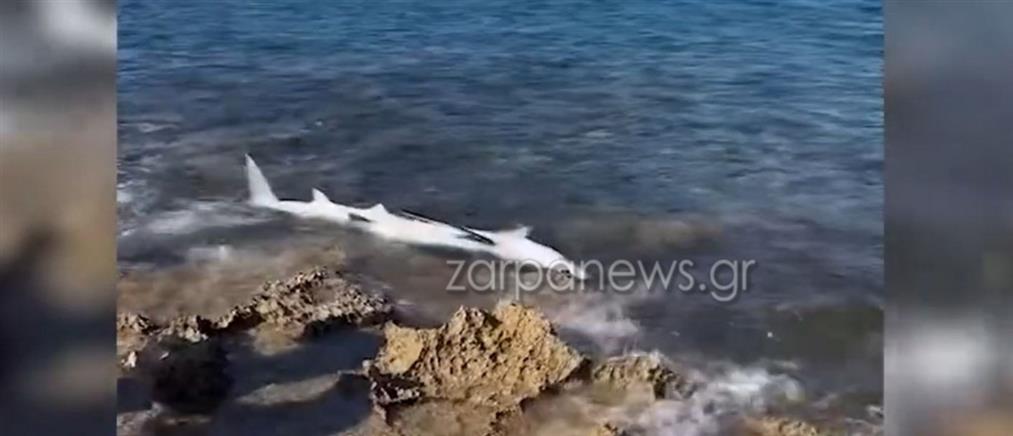 Κρήτη: Καρχαριοειδές ξεβράστηκε στα βράχια παραλίας - (βίντεο)