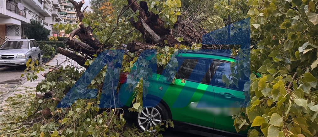 Θεσσαλονίκη: Πτώσεις δέντρων τα ξημερώματα λόγω κακοκαιρίας