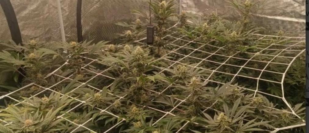 Καλαμάτα: Χειροπέδες σε 36χρονο που καλλιεργούσε φυτά κάνναβης