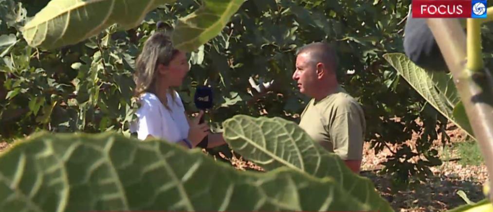 Έρευνα ΑΝΤ1: σε απόγνωση οι παραγωγοί σύκων στην Αττική (βίντεο)