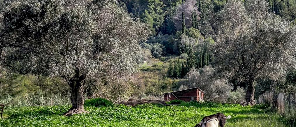 Ηράκλειο: Τρεις άνδρες μπήκαν σε ποιμνιοστάσιο και θανάτωσαν 40 αρνιά