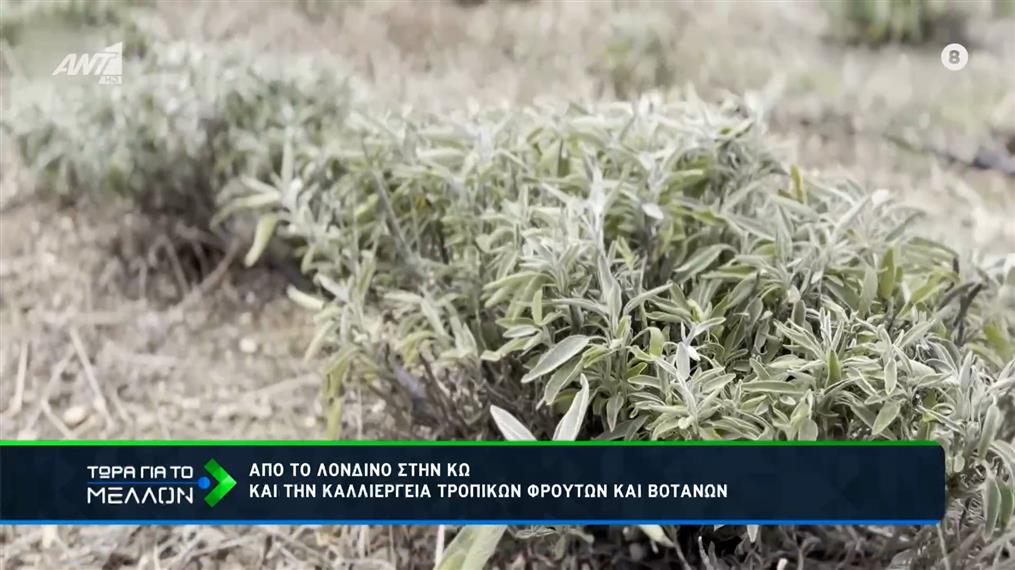 Από το Λονδίνο στην Κω και την καλλιέργεια τροπικών φρούτων και βοτάνων