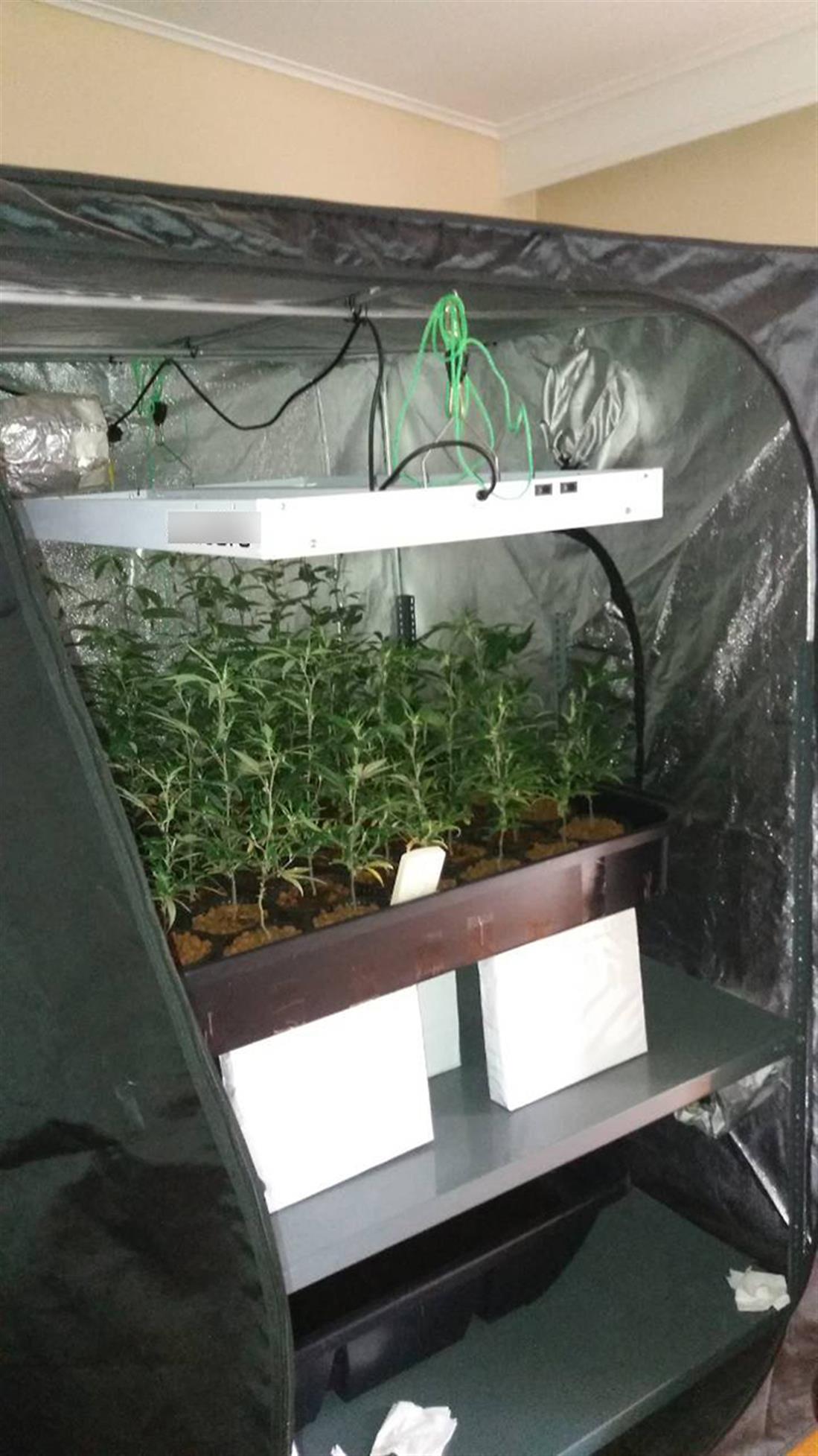 εργαστήριο -  καλλιέργεια - δενδρύλλια - κάνναβη - οικία - Καλλιθέα