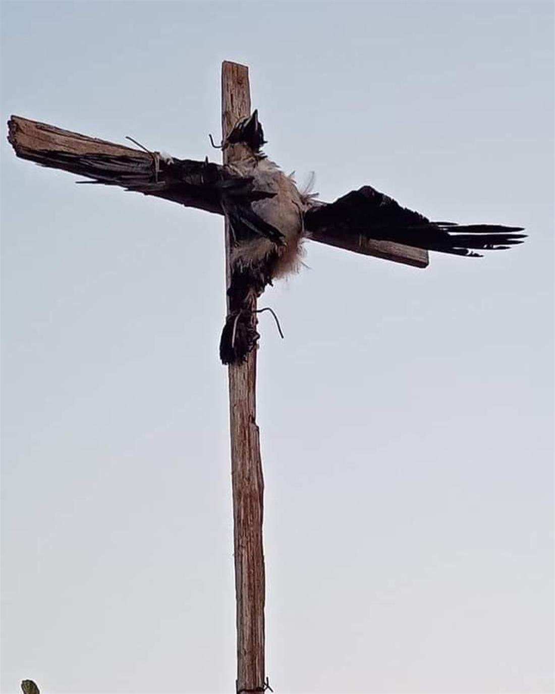 Πάρος - Πούντα - νεκρό κοράκι Πάρος - Πούντα - νεκρό κοράκι