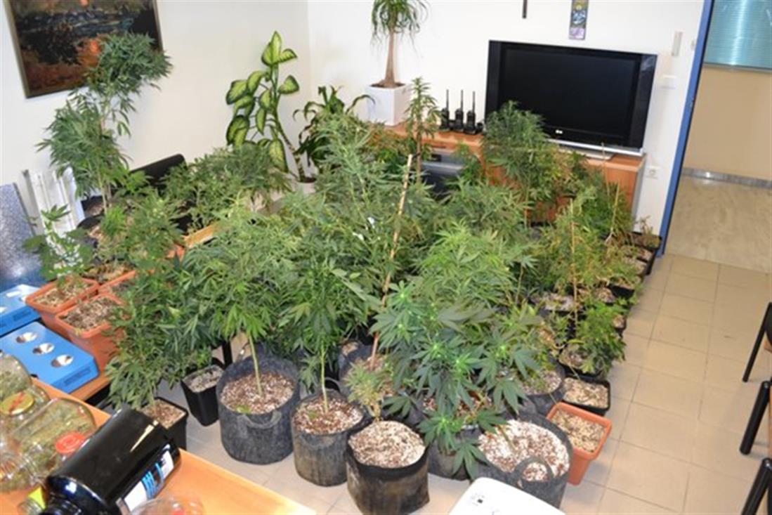 Ηράκλειο - Κρήτη - χασίς - ναρκωτικά - κάνναβη