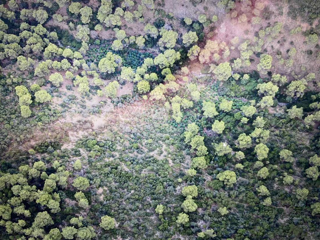 φυτεία - δενδρυλλια κάνναβης - Τραγάνα Φθιώτιδας φυτεία - δενδρυλλια κάνναβης - Τραγάνα Φθιώτιδας