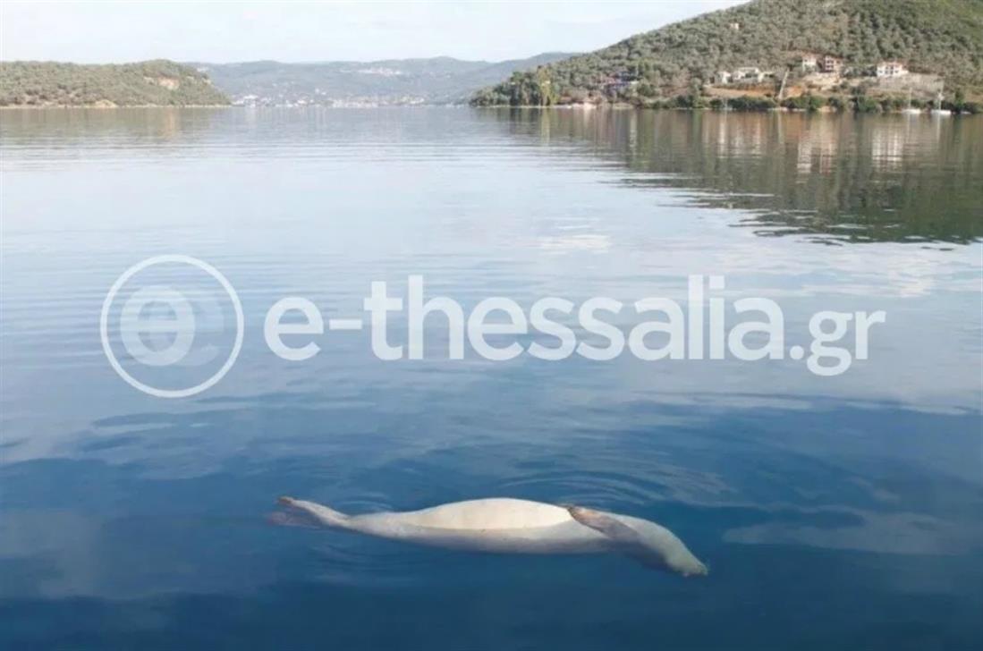 ΜΑΓΝΗΣΙΑ - ΜΗΛΙΝΑ - ΝΕΚΡΗ ΦΩΚΙΑ MONACHUS MONACHUS