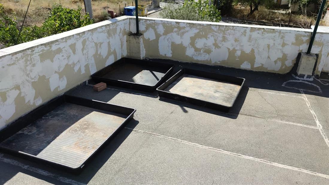 φυτεία - δενδρυλλία κάνναβης - όρος Αιγάλεω φυτεία - δενδρυλλία κάνναβης - όρος Αιγάλεω