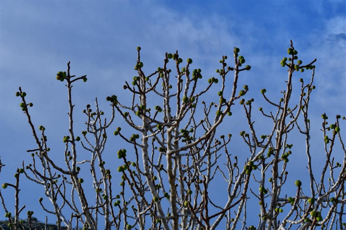 Σύκα - Συκιά Σύκα - Συκιά