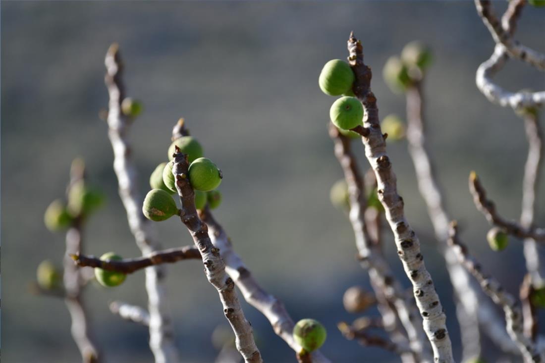 Σύκα - Συκιά Σύκα - Συκιά