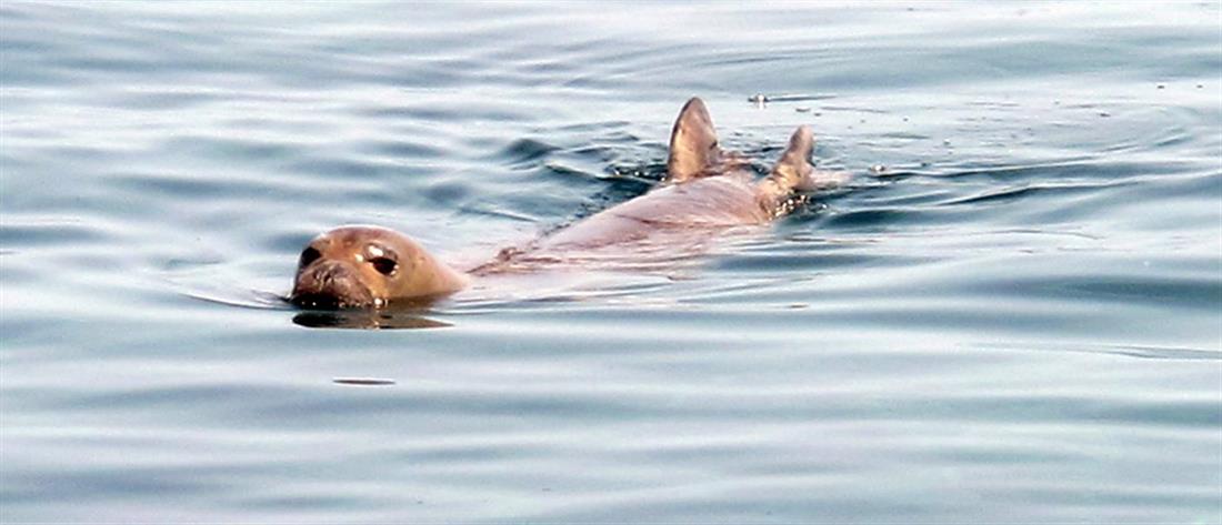 Φώκια Φώκια