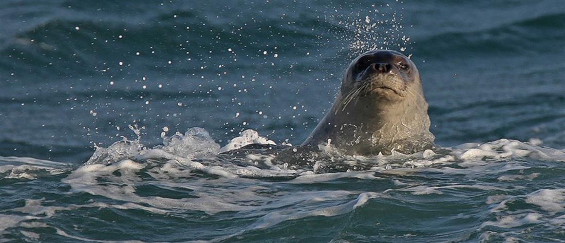 Φώκια Φώκια