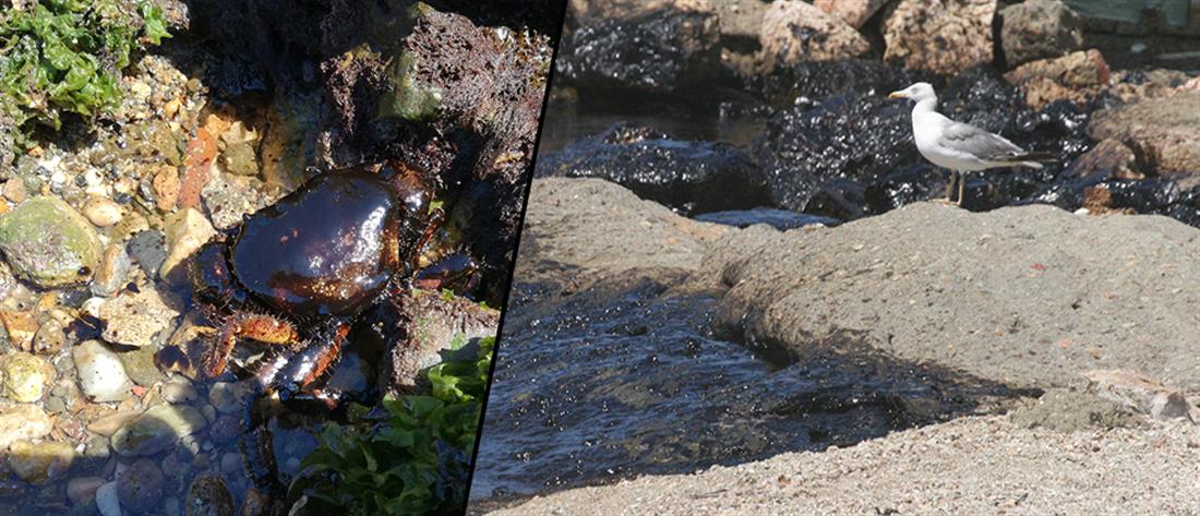 Άγιος Κοσμάς - πετρελαιοκηλίδα - παραλία - ρύπανση