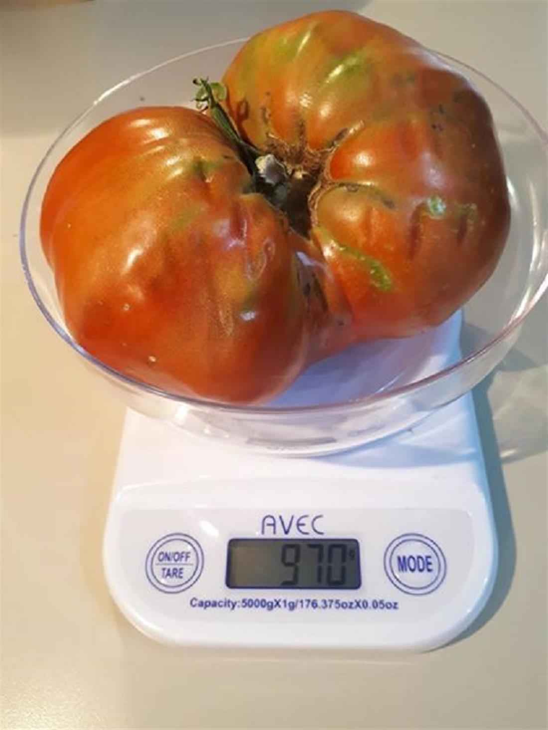 ΝΤΟΜΑΤΑ ΓΙΓΑΣ ΝΤΟΜΑΤΑ ΓΙΓΑΣ