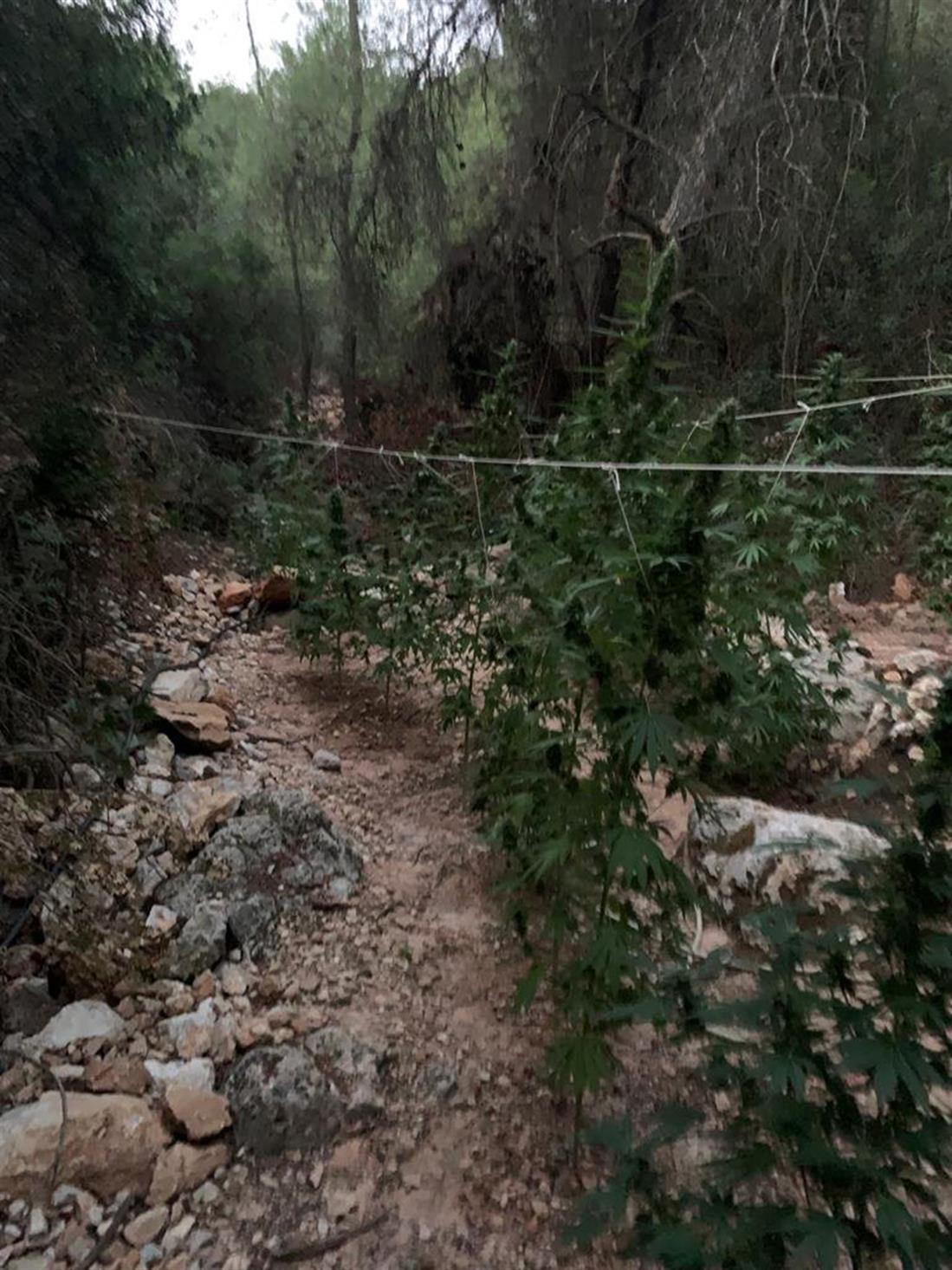 φυτεία - δενδρυλλία κάνναβης - όρος Αιγάλεω φυτεία - δενδρυλλία κάνναβης - όρος Αιγάλεω