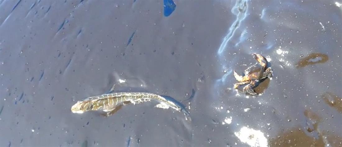 Άγιος Κοσμάς - πετρελαιοκηλίδα - παραλία - ρύπανση