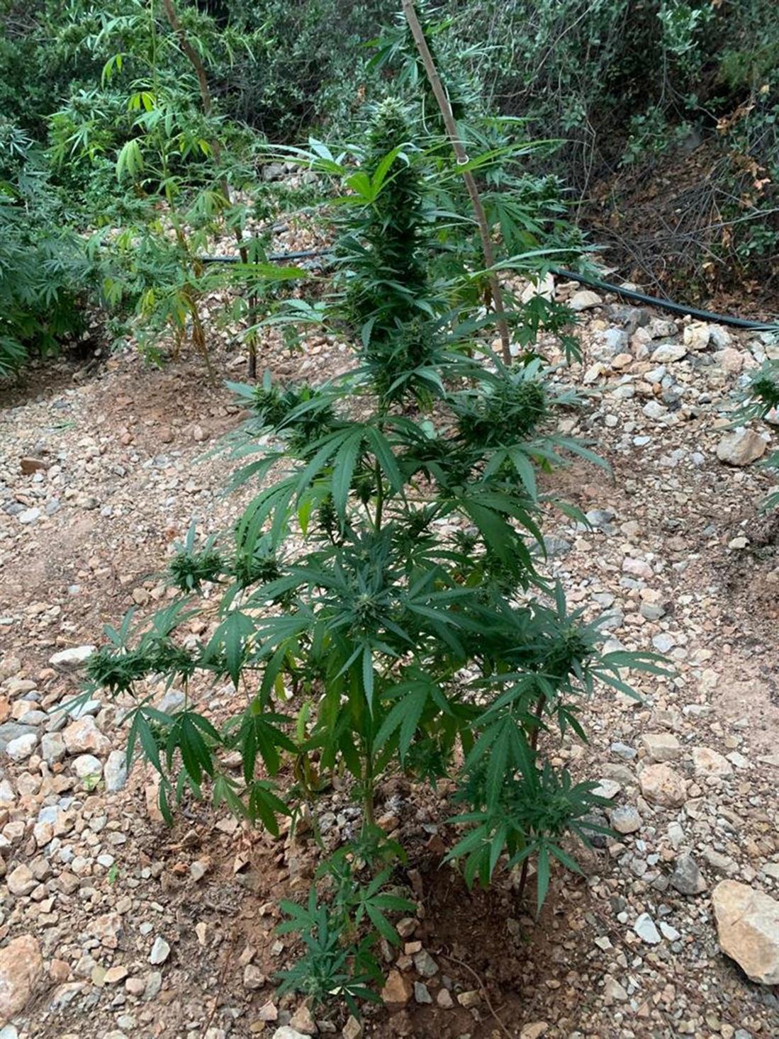 φυτεία - δενδρυλλία κάνναβης - όρος Αιγάλεω φυτεία - δενδρυλλία κάνναβης - όρος Αιγάλεω