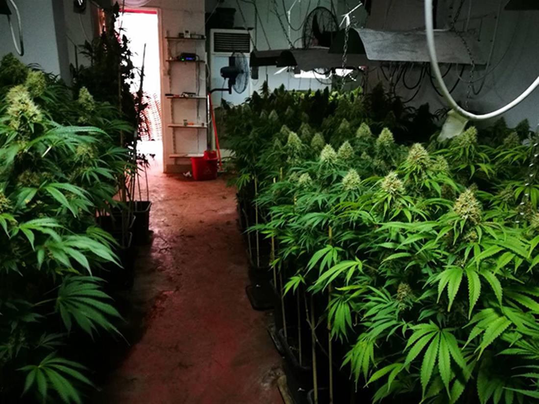 εργαστήριο -  καλλιέργεια - δενδρύλλια - κάνναβη - οικία - Καλλιθέα