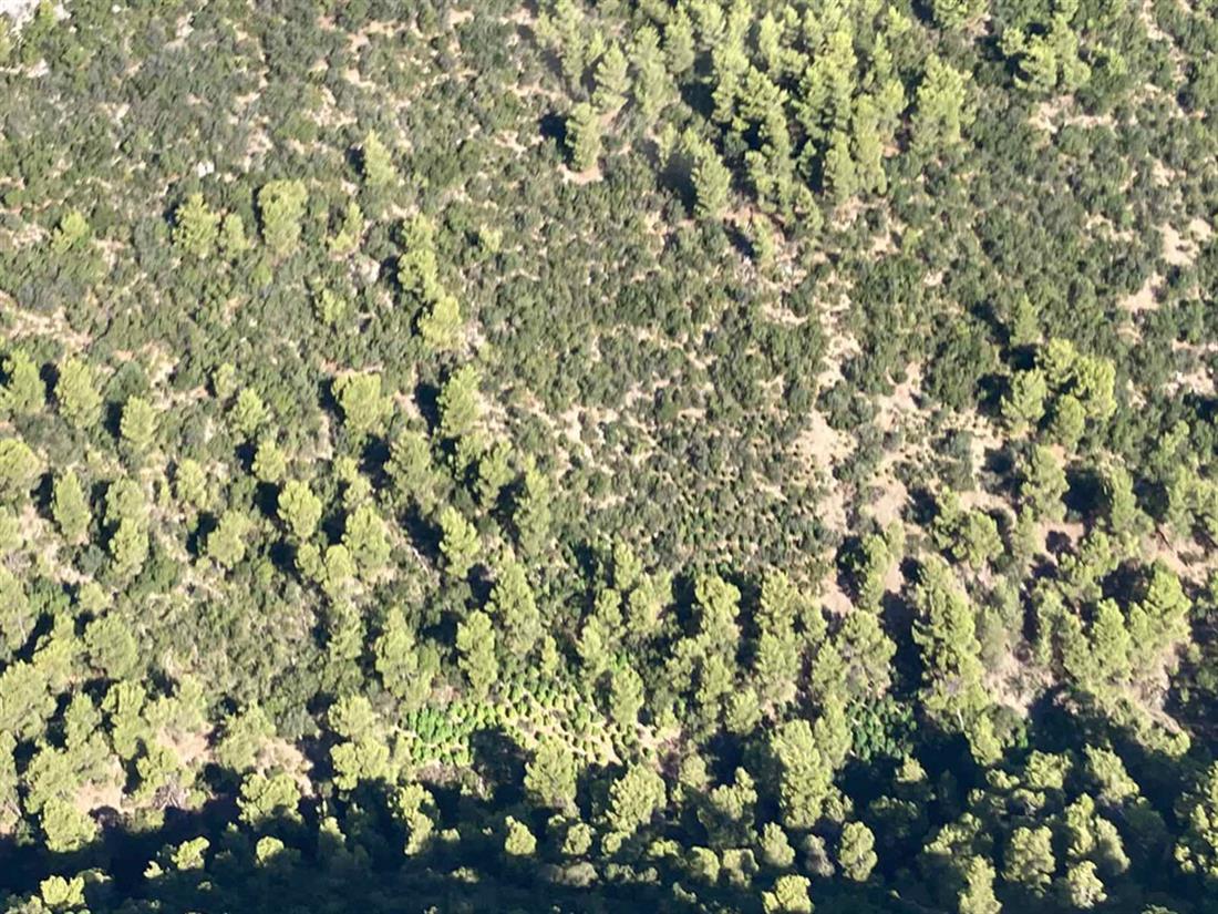 φυτεία - δενδρυλλια κάνναβης - Τραγάνα Φθιώτιδας φυτεία - δενδρυλλια κάνναβης - Τραγάνα Φθιώτιδας