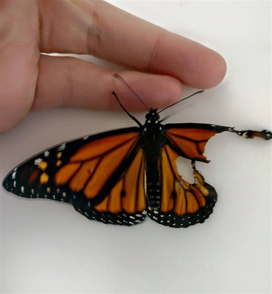 Σχεδιάστρια - επισκευή - κομμένο φτερό - πεταλούδα Σχεδιάστρια - επισκευή - κομμένο φτερό - πεταλούδα