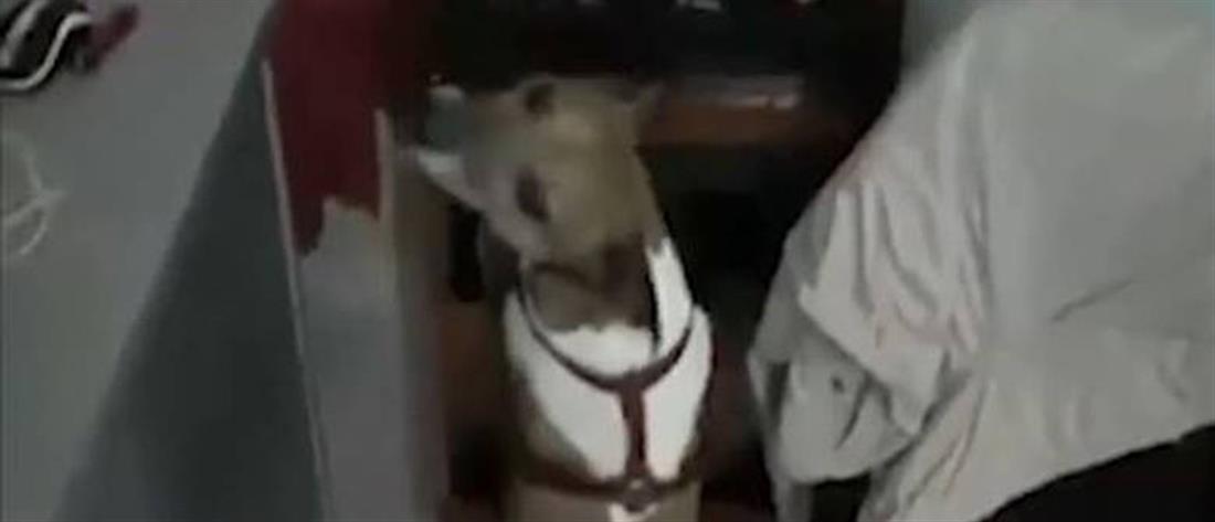 Pocho - σκύλος - Μαφία Pocho - σκύλος - Μαφία