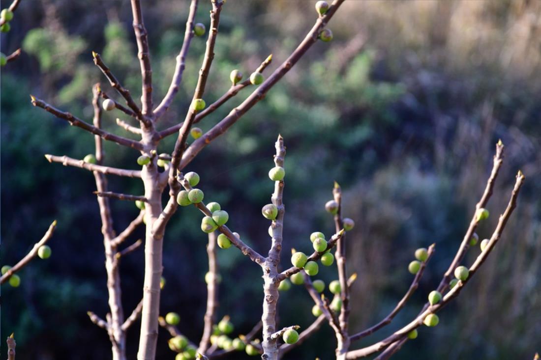 Σύκα - Συκιά Σύκα - Συκιά
