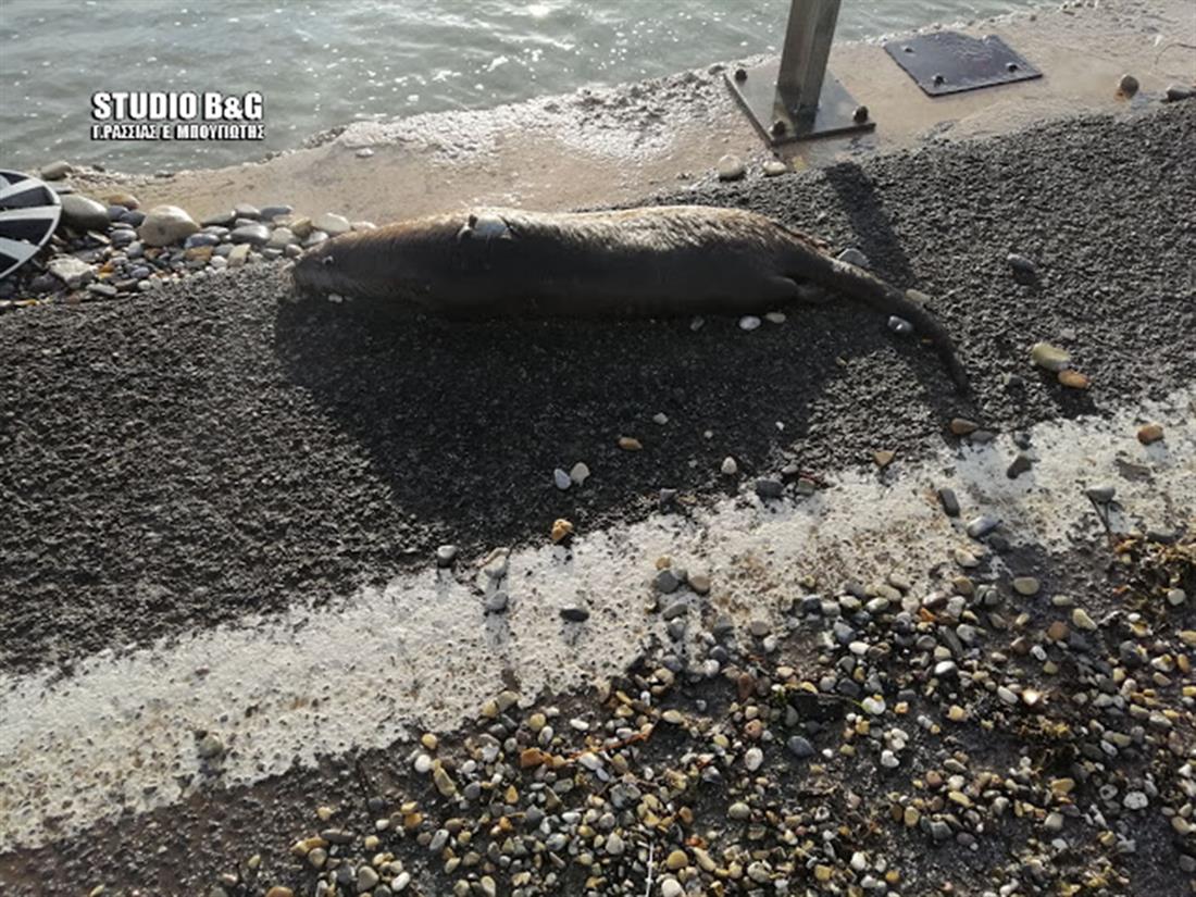 Σπάνια Ευρωπαϊκή ενυδρίδα - Αργολίδα Σπάνια Ευρωπαϊκή ενυδρίδα - Αργολίδα