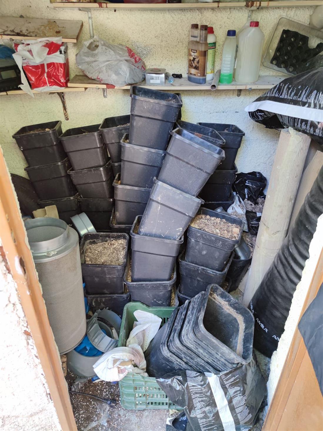 φυτεία - δενδρυλλία κάνναβης - όρος Αιγάλεω φυτεία - δενδρυλλία κάνναβης - όρος Αιγάλεω