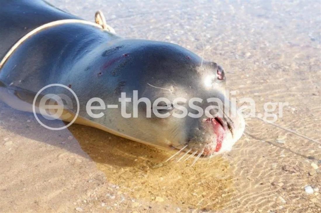 ΜΑΓΝΗΣΙΑ - ΜΗΛΙΝΑ - ΝΕΚΡΗ ΦΩΚΙΑ MONACHUS MONACHUS