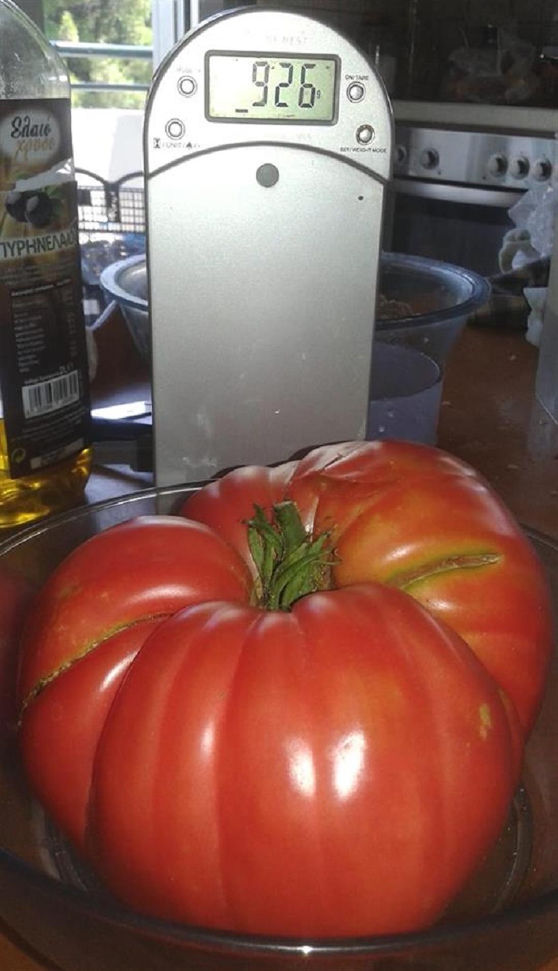 ΝΤΟΜΑΤΑ ΓΙΓΑΣ ΝΤΟΜΑΤΑ ΓΙΓΑΣ