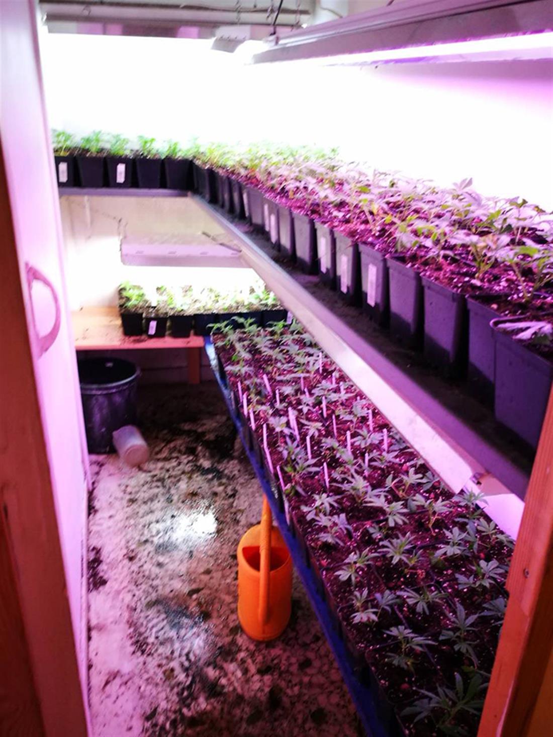 εργαστήριο -  καλλιέργεια - δενδρύλλια - κάνναβη - οικία - Καλλιθέα