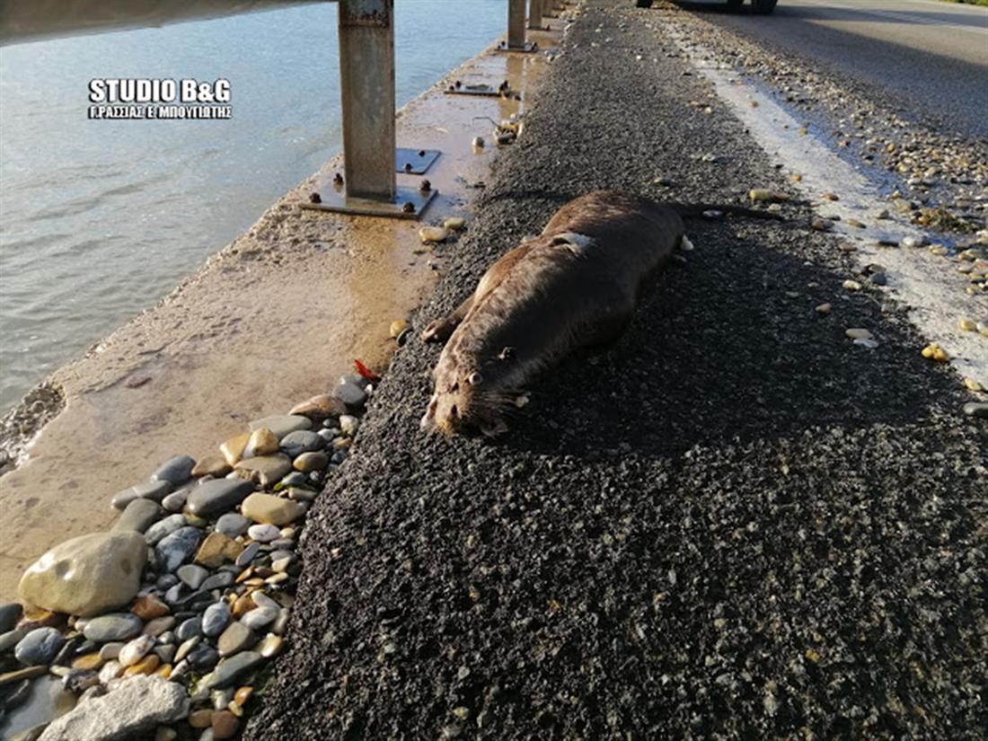 Σπάνια Ευρωπαϊκή ενυδρίδα - Αργολίδα Σπάνια Ευρωπαϊκή ενυδρίδα - Αργολίδα