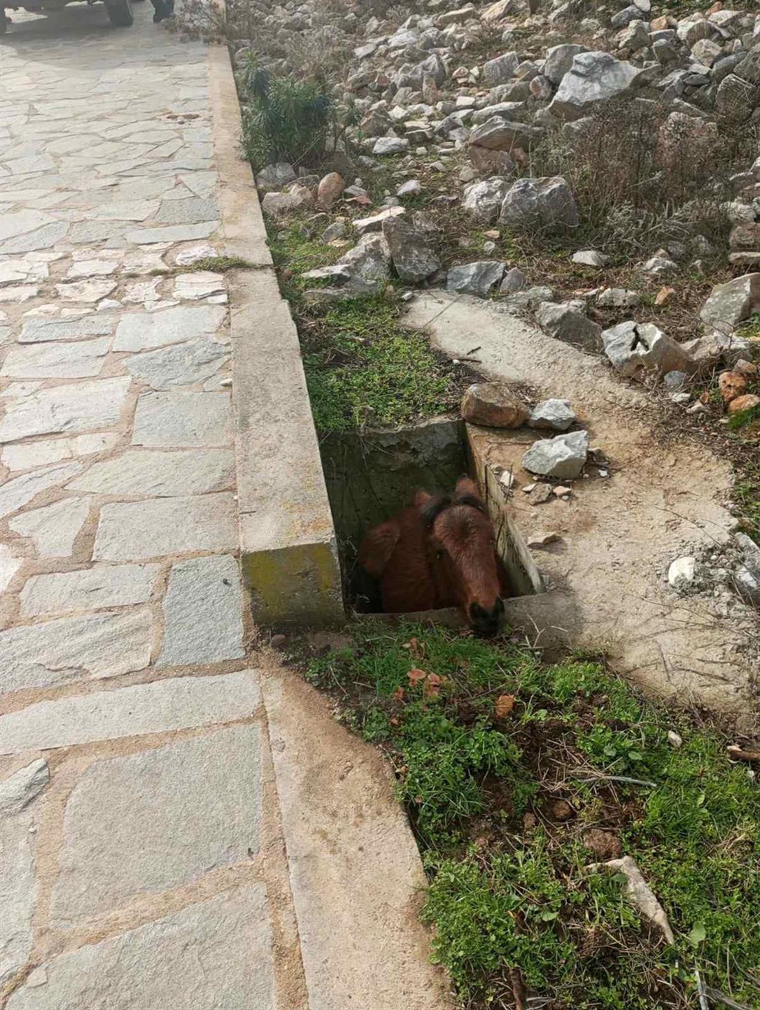 Ξάνθη - διάσωση - άλογο - φρεάτιο Ξάνθη - διάσωση - άλογο - φρεάτιο