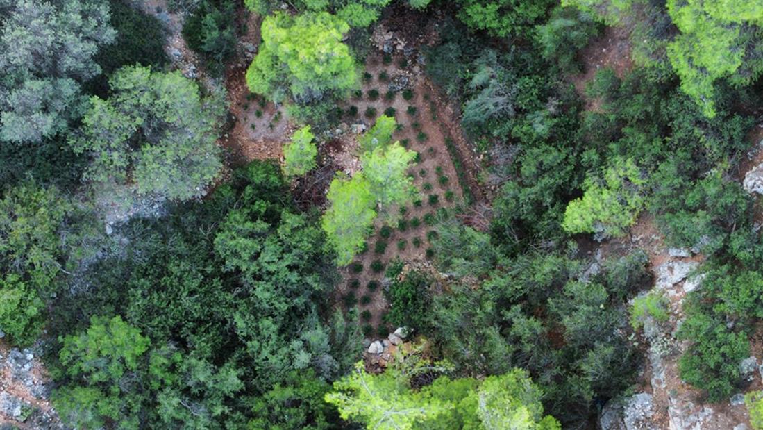 φυτεία - δενδρυλλία κάνναβης - όρος Αιγάλεω φυτεία - δενδρυλλία κάνναβης - όρος Αιγάλεω