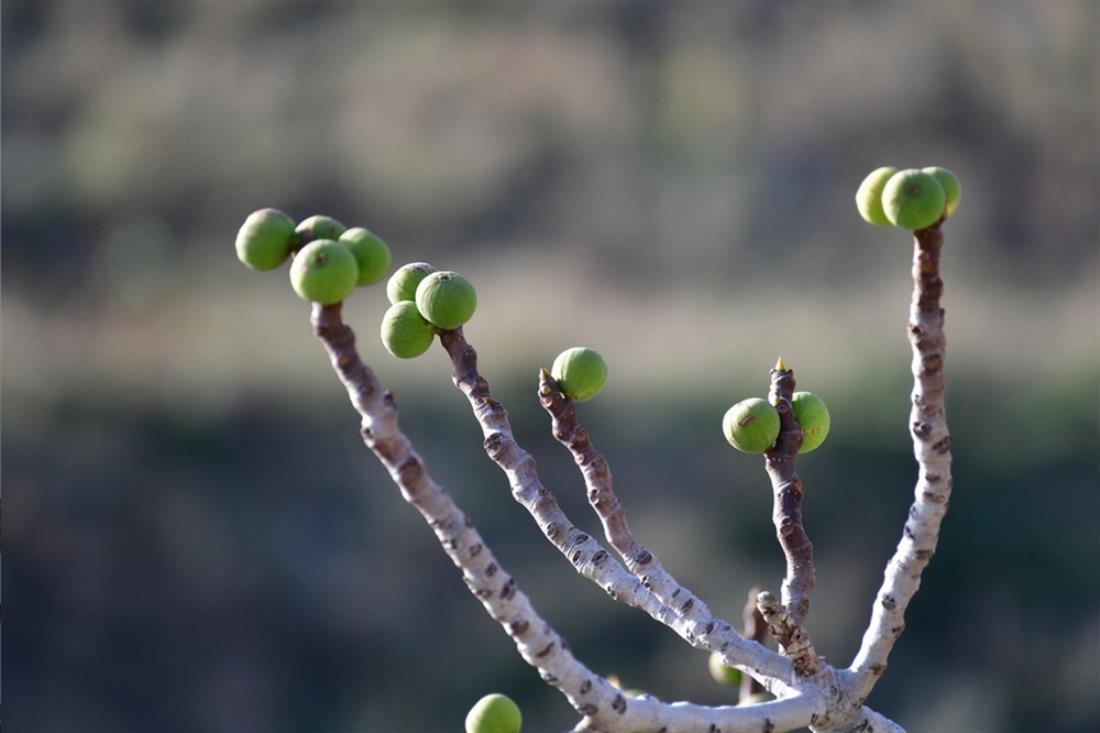 Σύκα - Συκιά Σύκα - Συκιά