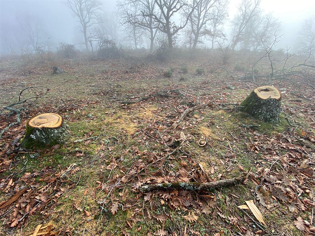 ΣΥΛΛΗΨΕΙΣ - ΠΑΡΑΝΟΜΗ ΥΛΟΤΟΜΙΑ - ΘΕΣΣΑΛΟΝΙΚΗ