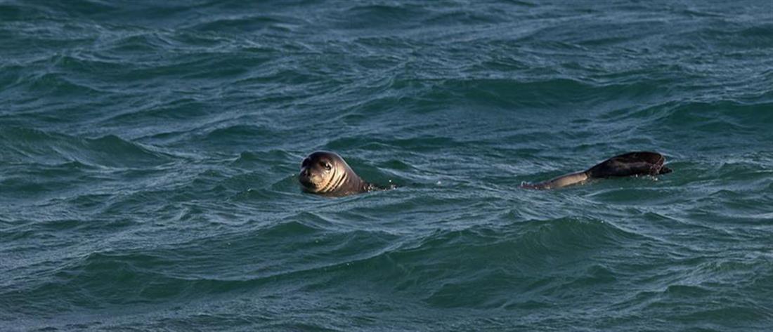 Φώκια Φώκια