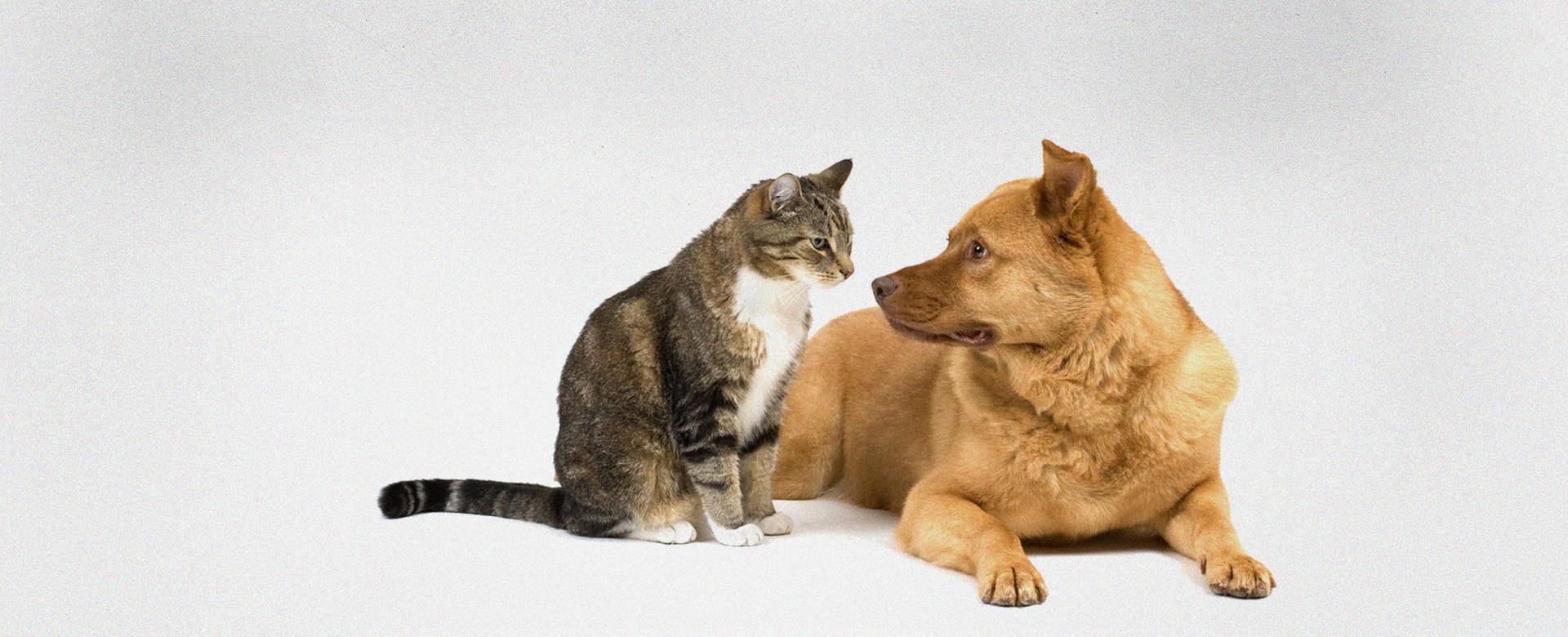 ΣΑΝ ΤΟ ΣΚΥΛΟ ΜΕ ΤΗ ΓΑΤΑ