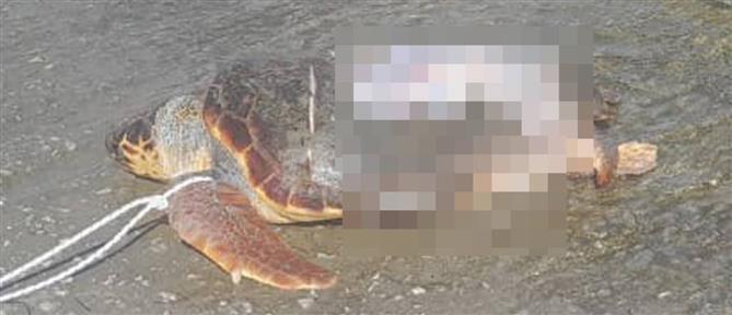 Ζάκυνθος: Σκάφος τραυμάτισε θανάσιμα χελώνα Caretta Caretta