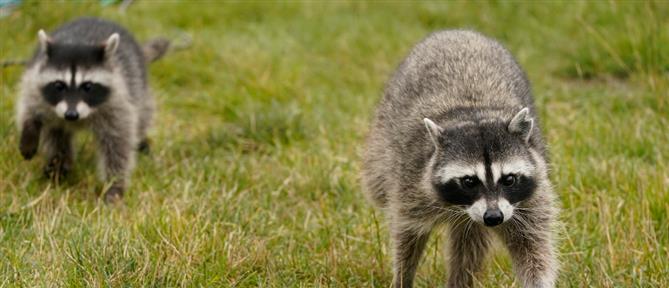 ΗΠΑ: Ρακούν "διαρρήκτης" τα έκανε γυαλιά-καρφιά σε κάβα - Κατέληξε μεθυσμένο στην τουαλέτα