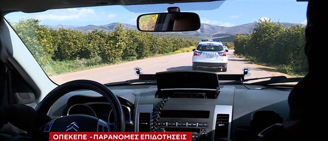 Κρήτη: Πώς δρούσε η εγκληματική οργάνωση με τις παράνομες επιδοτήσεις του ΟΠΕΚΕΠΕ - Δήλωναν ακόμα και εκτάσεις θανόντων